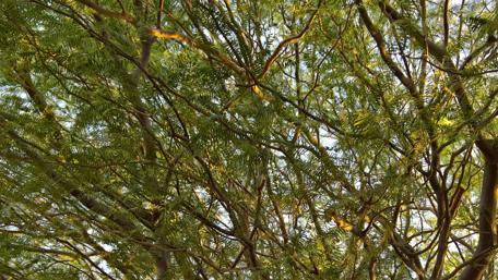 Lush Green Canopy Underneath Sunlight wallpaper