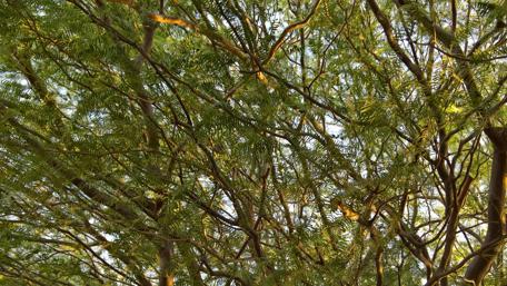 Glorious Canopy of Greenery wallpaper