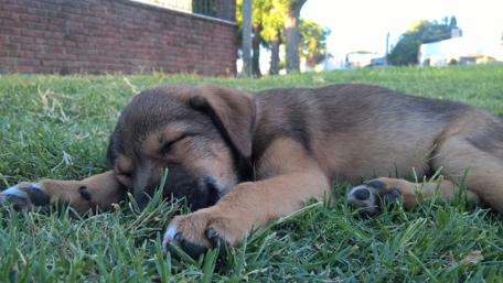 Adorable Puppy Napping on Lush Grass wallpaper