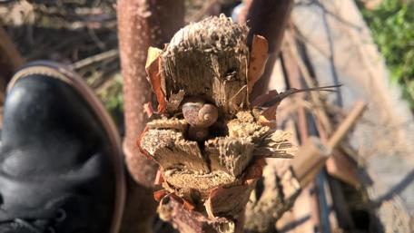 Nature's Resilience in Small Wonders wallpaper