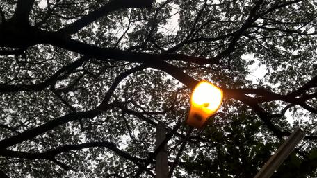 Serene Nature Beneath Streetlight wallpaper