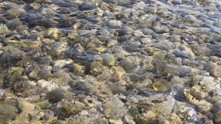 Crystal Clear Waters Beneath the Surface wallpaper