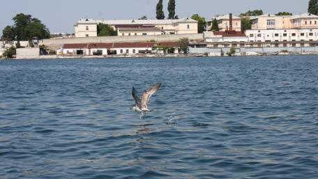 Majestic Seagull in Flight Over Water wallpaper