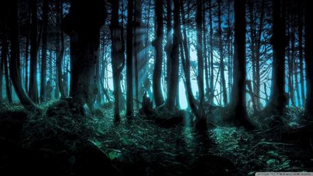 Mysterious Forest Enchantment wallpaper