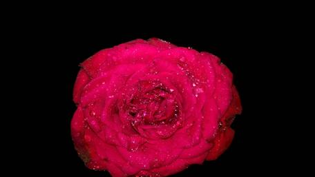 Vibrant Red Rose Against a Dark Background wallpaper