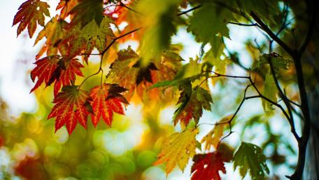 Autumn's Vibrant Tapestry wallpaper