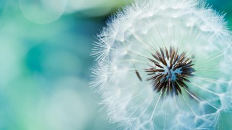 Dandelion seeds wallpaper