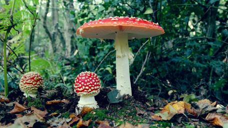 Vibrant Red Mushrooms in a Lush Forest Setting wallpaper