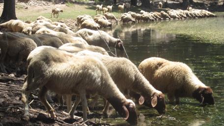 Serene Sheep by the Water's Edge wallpaper