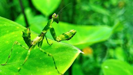 Green Mantis on Leaf in Nature's Embrace wallpaper