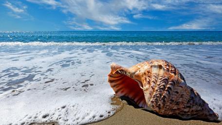 Seashell Serenity on the Shoreline wallpaper