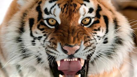 Majestic Tiger Staring Fiercely wallpaper