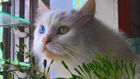 Majestic White Cat Gazing Outdoors wallpaper