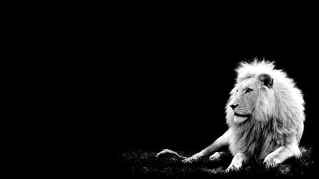 Majestic Lion in Monochrome wallpaper