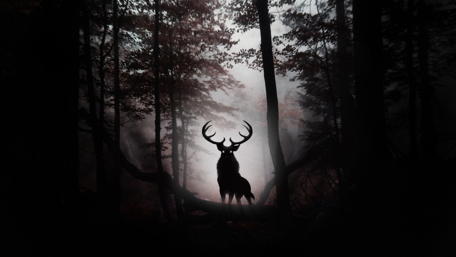 Twilight Majesty in the Forest wallpaper