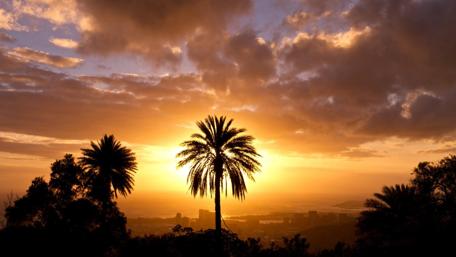 Golden Hour Bliss Over Palm Silhouettes wallpaper