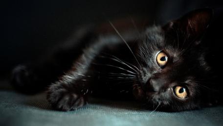 Midnight Gaze of the Black Cat wallpaper