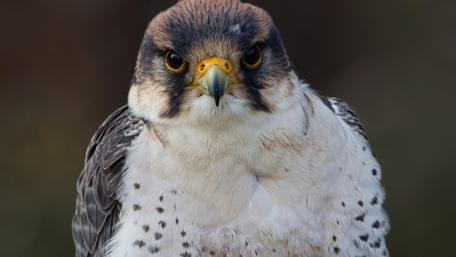 Majestic Bird of Prey Wallpaper wallpaper
