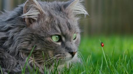 Majestic Cat and Ladybug Encounter wallpaper