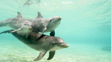Dolphins Swimming Gracefully Underwater wallpaper