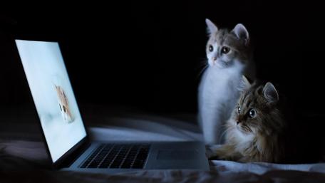 Cats Fascinated by the Screen wallpaper