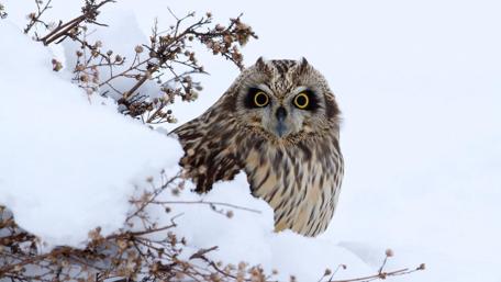 Majestic Owl in a Winter Wonderland wallpaper