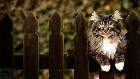 Curious Cat on a Fence wallpaper
