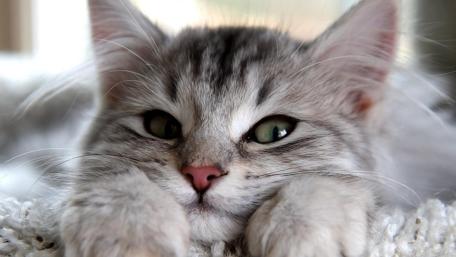 Whiskered Dreamscape of Serenity wallpaper