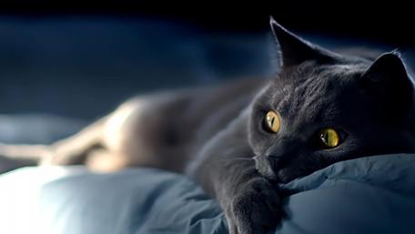 Intense Gaze of a Restful Feline wallpaper