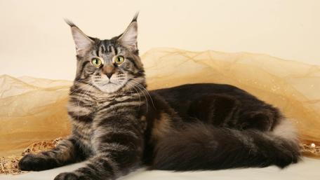 Majestic Feline Beauty in a Tranquil Setting wallpaper