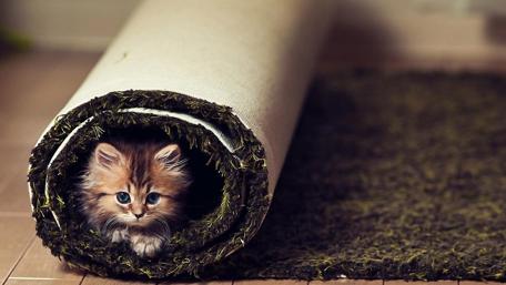 Kitten Peek-a-Boo Fun wallpaper