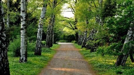 Serene Forest Pathway Amidst Lush Greenery wallpaper