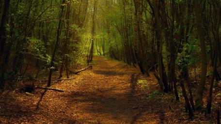 Tranquil Path Through a Lush Forest Scene wallpaper