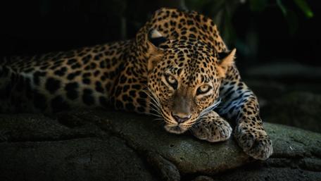 Majestic Leopard Resting Serenity in the Wild wallpaper