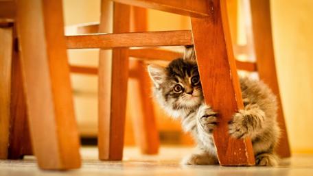 Peekaboo Kitten Hideout wallpaper