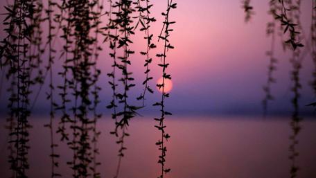 Serene Twilight Dance of Nature's Silhouettes wallpaper