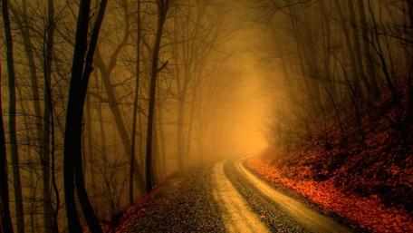 Twilight Path Through Misty Forest wallpaper
