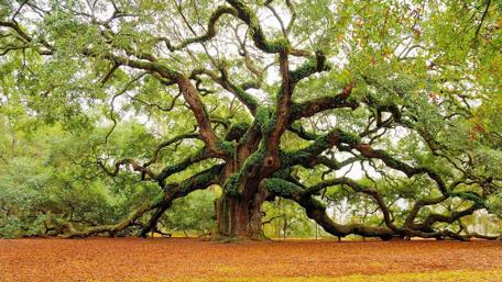 Majestic Ancient Tree in Autumn Landscape wallpaper