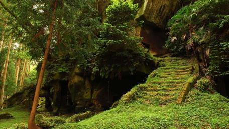 Serene Forest Oasis with Lush Greenery and Stairs wallpaper