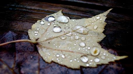 Raindrops on a Leaf Showcase Nature's Beauty wallpaper