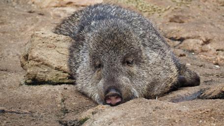 Sleepy Animal in Nature's Embrace wallpaper