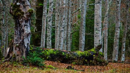 Tranquil Forest with Mossy Log and Tall Trees wallpaper