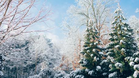 Winter Wonderland in Snowy Forest Scene wallpaper
