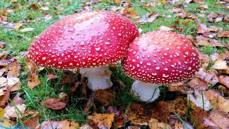 Vibrant Red Mushrooms in Nature Scene wallpaper