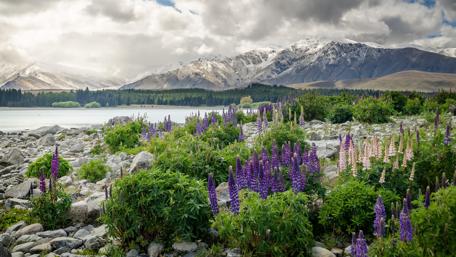 Majestic Landscape with Blooming Wildflowers and Snowy Peaks wallpaper