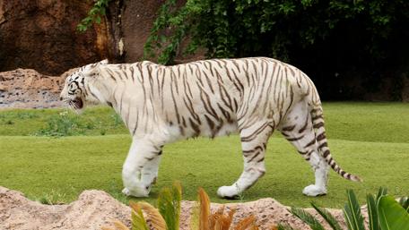 Majestic White Tiger in the Wild wallpaper