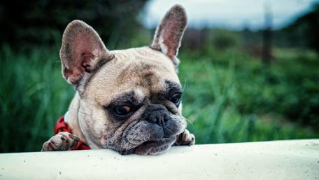 Cute French Bulldog wallpaper