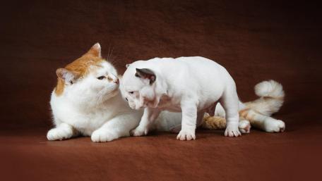 Playful Friends Sharing a Moment Together wallpaper