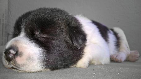 Adorable Sleeping Puppy Wallpaper wallpaper