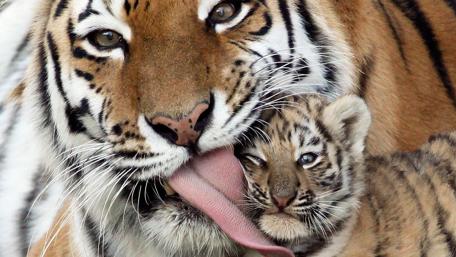 Tiger Love and Care for Cubs wallpaper